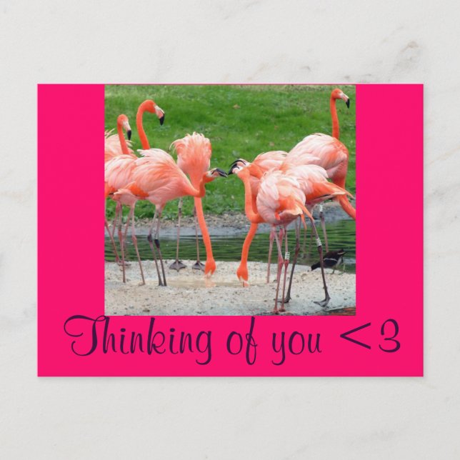 Flamingos Postkarte (Vorderseite)