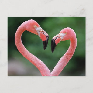 Flamingos Postkarte