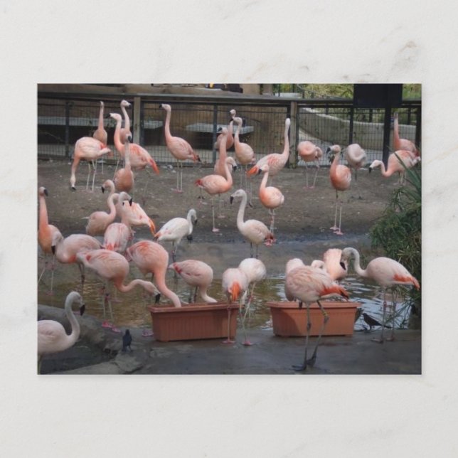 Flamingos Postkarte (Vorderseite)