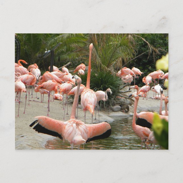 Flamingos Postkarte (Vorderseite)