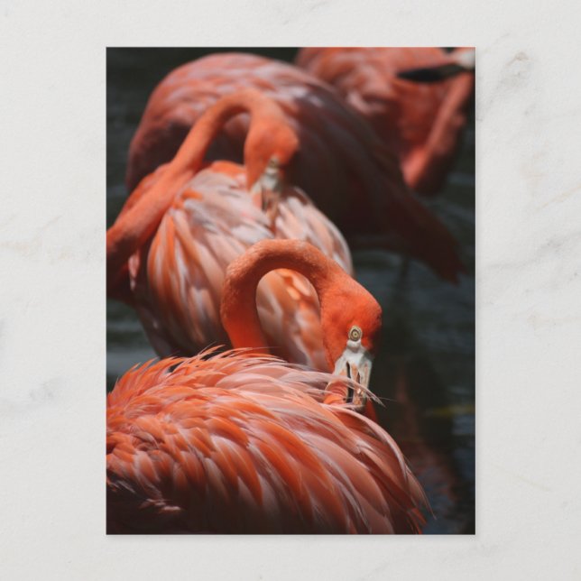 Flamingos Postkarte (Vorderseite)