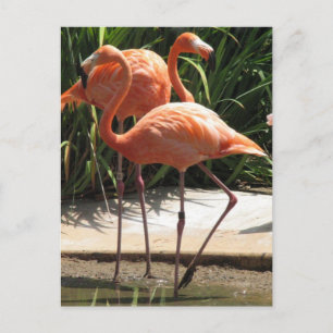 Flamingos-Postkarte Postkarte