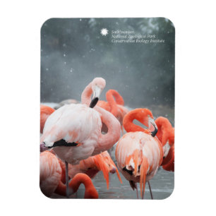 Flamingos Smithsonian   im Schnee Magnet