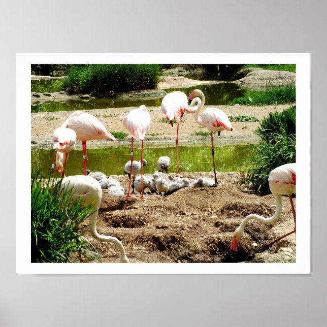 Flamingos und Küken Poster (Vorne)