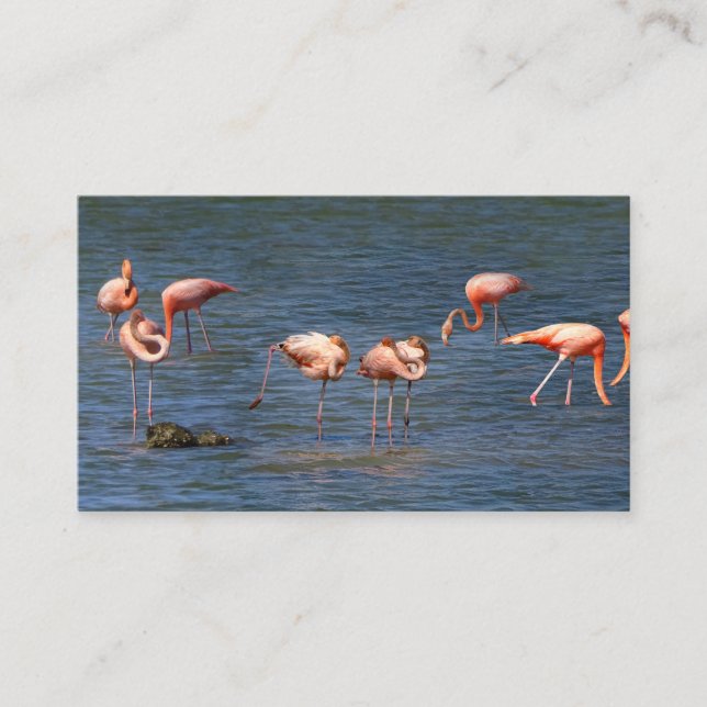 Flamingos Visitenkarte (Vorderseite)