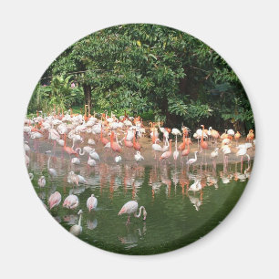 Flamingoschwarm Magnet