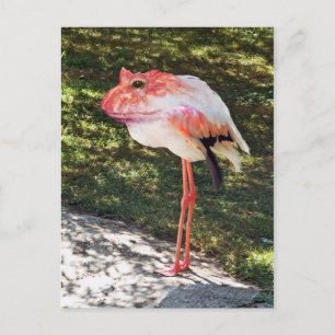 Flamingtoad Postkarte