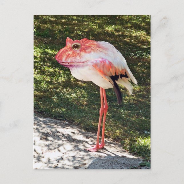 Flamingtoad Postkarte (Vorderseite)