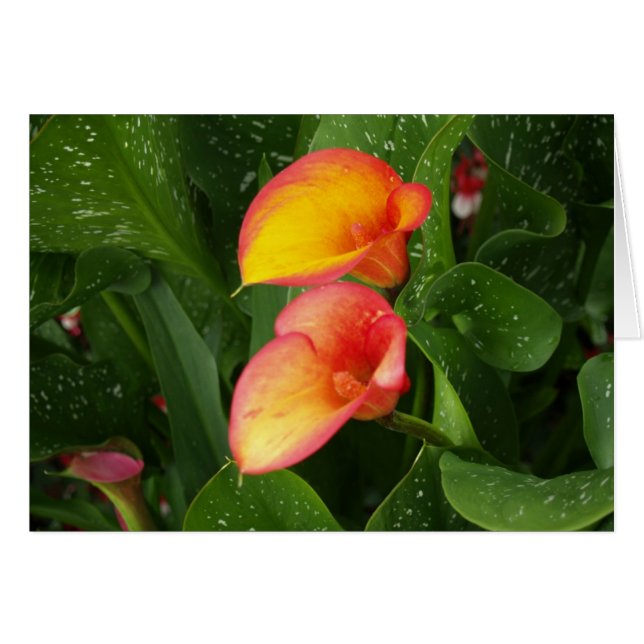 Flamme Calla. (Vorderseite (Horizontal))