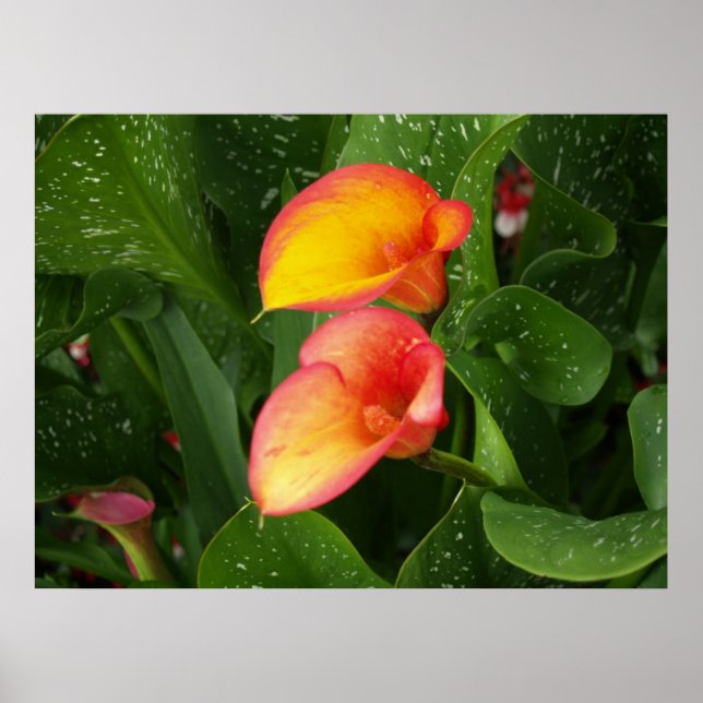 Flamme Calla. Poster (Vorne)