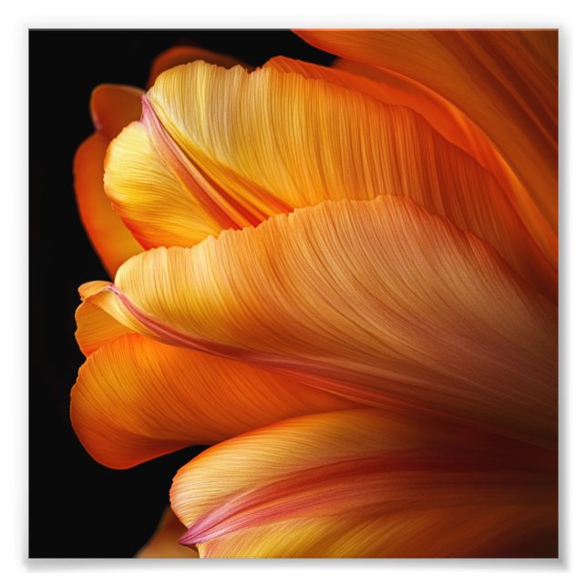 Flamme der Gnade - Goldener Tulip im Blühen Fotodruck (Vorne)