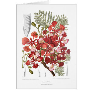 Flammen-Baum (Delonix regia)