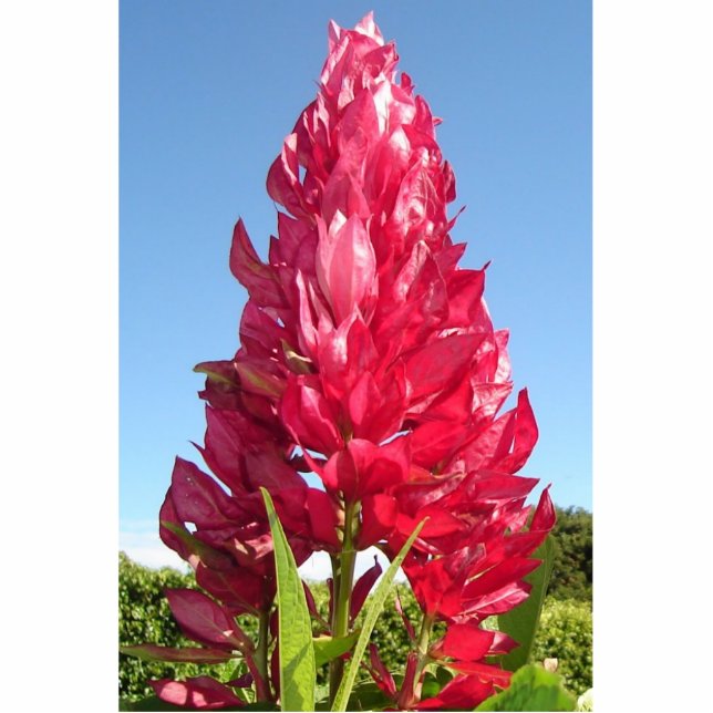 Flammen-Blumenausschnittmagnet Fotoskulptur Magnet (Vorne)