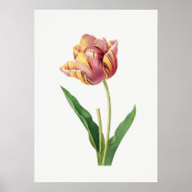 Flammen-Tulpe Vintage-Botanik-Illustrationsposter
