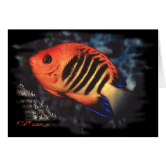 FlammenAngelfish von H2Oasis
