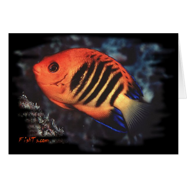 FlammenAngelfish von H2Oasis (Vorderseite (Horizontal))