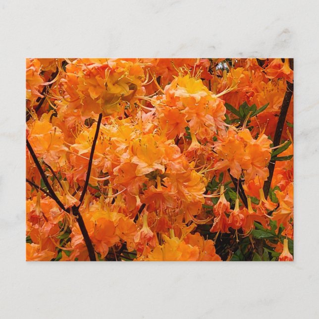 Flammenazaleenblüten Postkarte (Vorderseite)