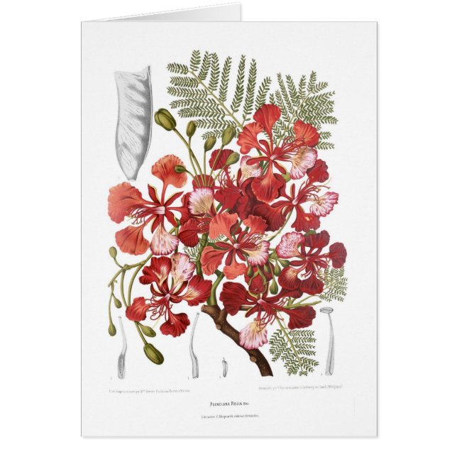 Flammenbaum (Delonix regia) (Vorne)