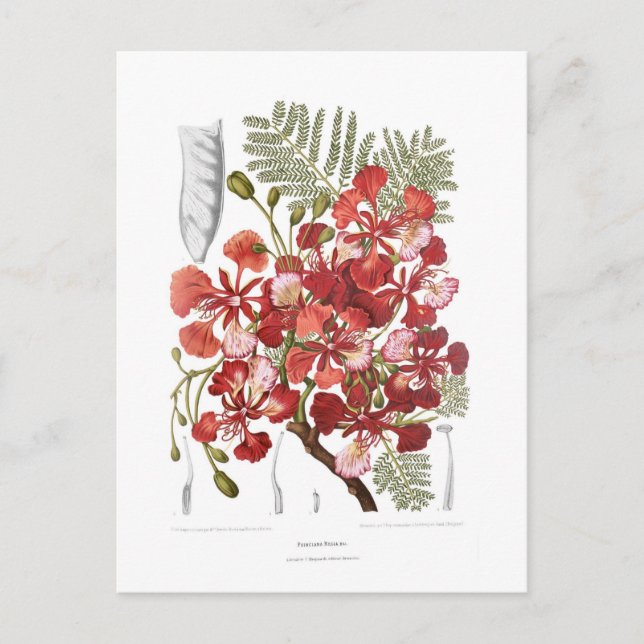 Flammenbaum (Delonix regia) Postkarte (Vorderseite)