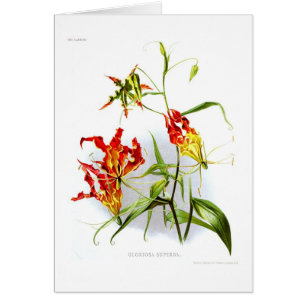 Flammenlilie (Gloriosa superba)