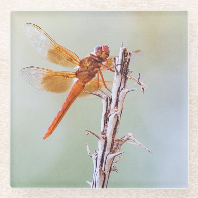 Flammskimmer Dragonfly auf Agave Glasuntersetzer (Vorderseite)