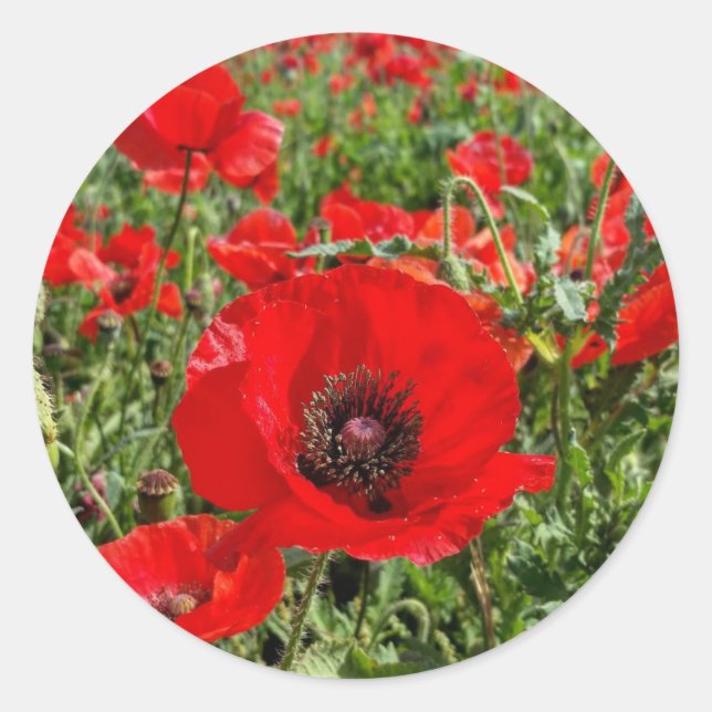 Flanders Poppy Sticker (Vorderseite)