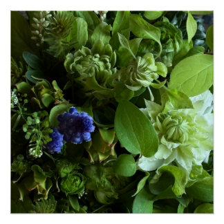 Flannel Flower, Arabicum, Phylica, Ryobu, Botanica Poster