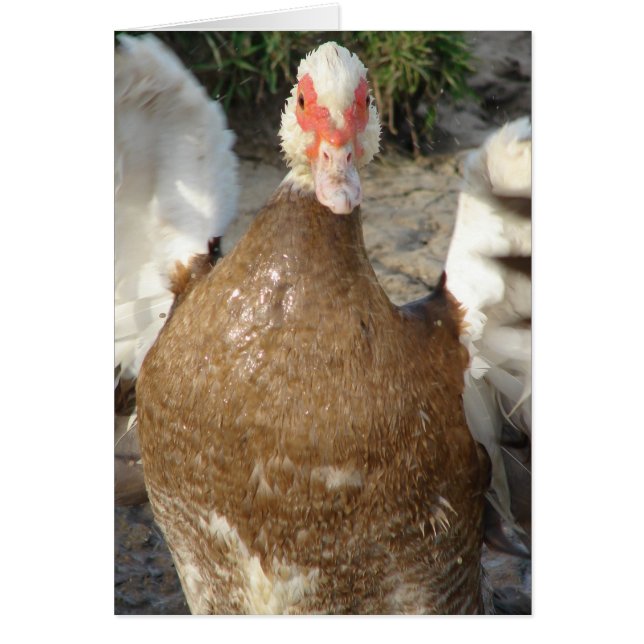 Flap diese Flügel (Vorne)