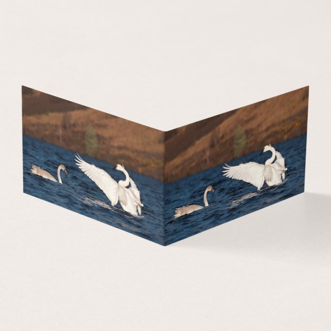 Flapping Swan (Vorderseite)