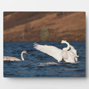 Flapping Swan Fotoplatte