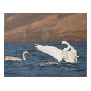 Flapping Swan Notizblock