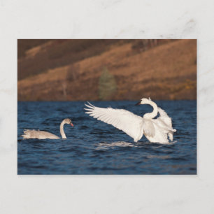 Flapping Swan Postkarte
