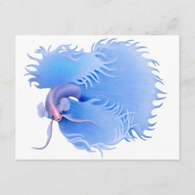 Flaring Betta Splendens Postkarte (Vorderseite)