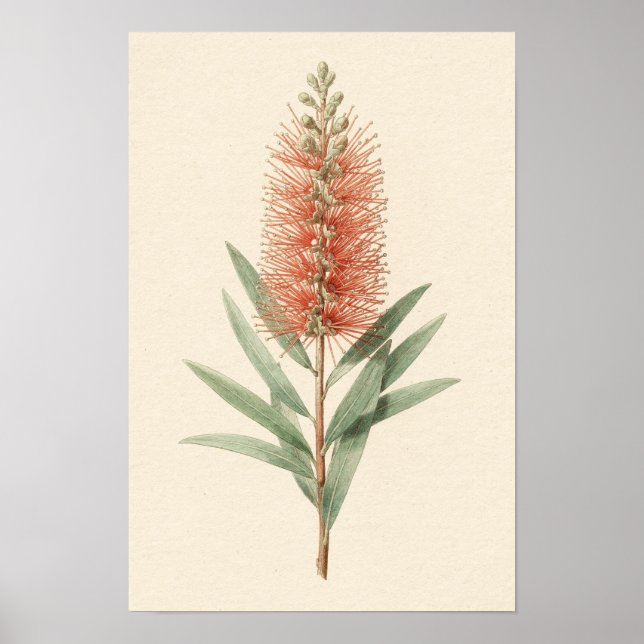 Flaschenbürstenblumen Botanisches Poster (Vorne)