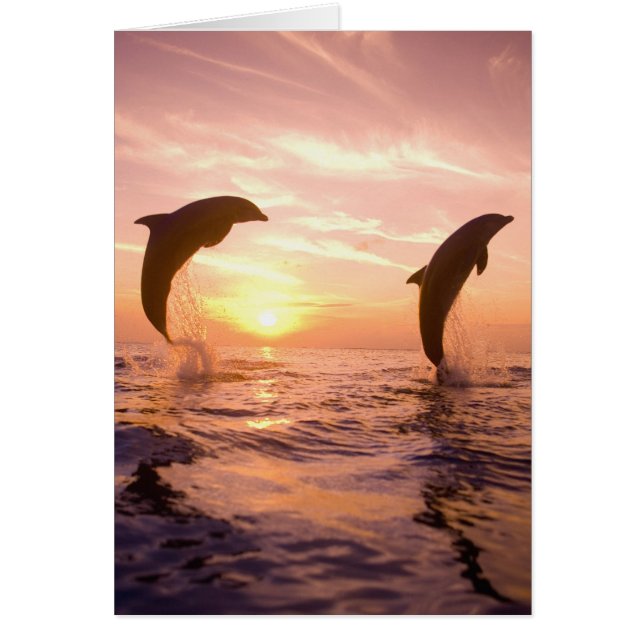 Flaschenose Delphine Tursiops truncatus (Vorne)