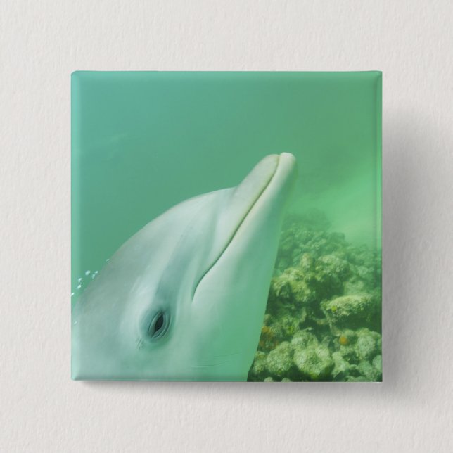 Flaschenose Delphine Tursiops truncatus Button (Vorderseite)