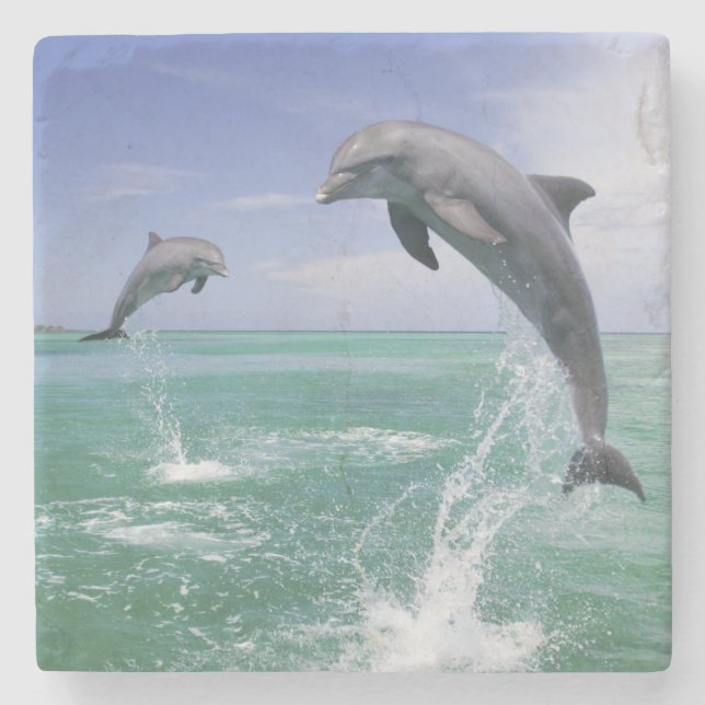 Flaschenose Delphine Tursiops truncatus Steinuntersetzer (Vorderseite)