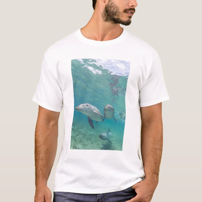 Flaschenose Delphine Tursiops truncatus T-Shirt (Vorderseite)