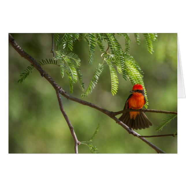 Flashy Male Vermillion Flycatcher-Vogel (Vorderseite (Horizontal))
