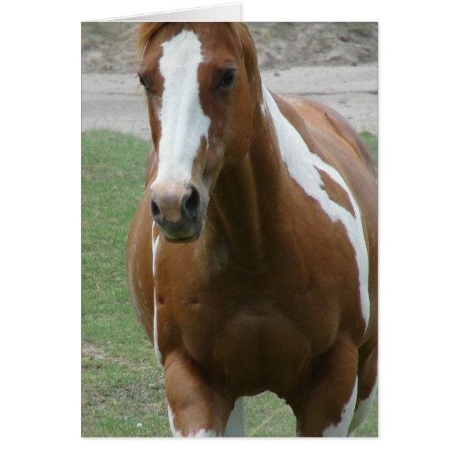 Flashy Paint Horse (Vorne)