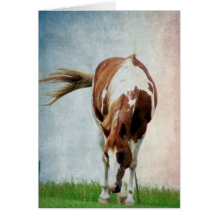 Flashy Paint Horse Mare