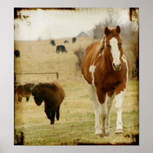 Flashy und die Mini-Pferde Filly Poster