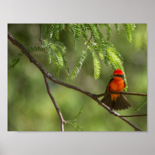 Flashy Vermillion Flycatcher Poster