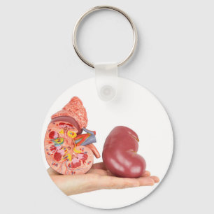 Flat hand showing model human kidney schlüsselanhänger