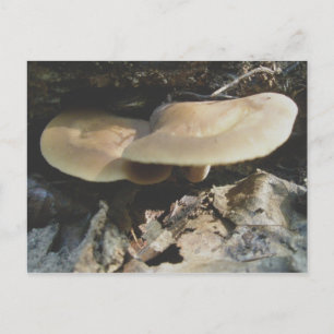 Flat Mushroom Pair Postkarte