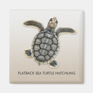 Flatback Meeresschildkrötehatchlings-Magnet Magnet