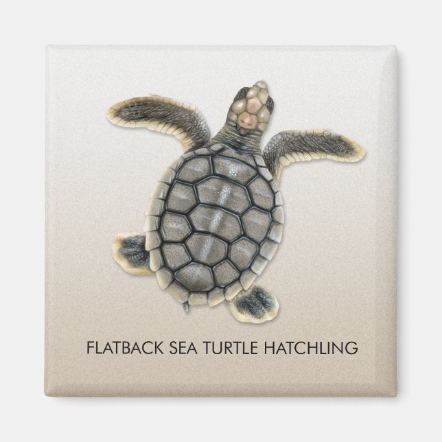 Flatback Sea Turtle Hatchling Magnet (Vorne)