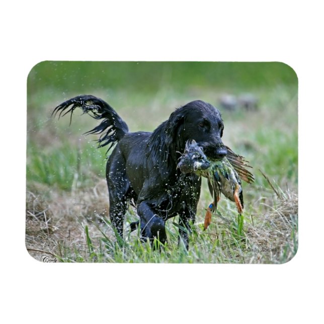 Flatcoated Retriever mit Entenmagnet Magnet (Horizontal)