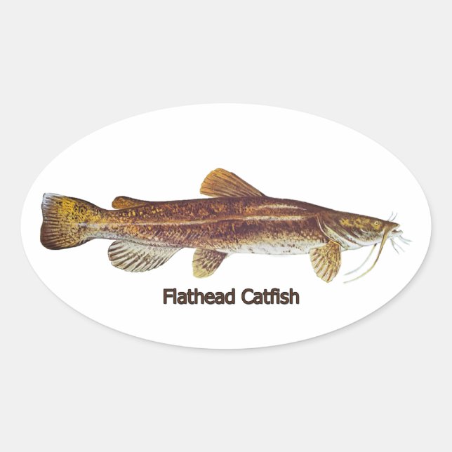 Flathead Catfish Ovaler Aufkleber (Vorderseite)