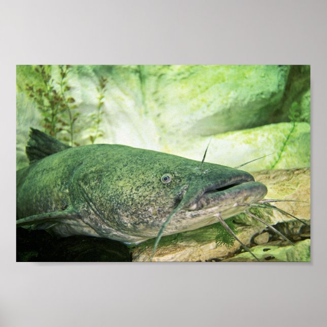 Flathead CatFish Poster (Vorne)